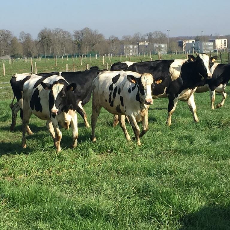 La ferme Viltain à 17kms du resto